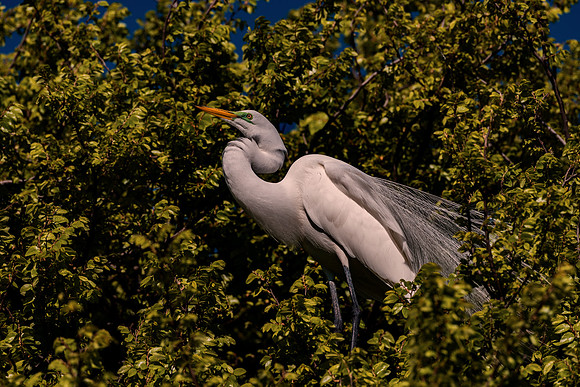 Bertazzoni, Jamaica, Nikon, artistic, beak, colors, feathers, fishing, "flying egret", heron, legs, migration, nature, nesting, panning, parade, pond, safari, swamp, "white egret"