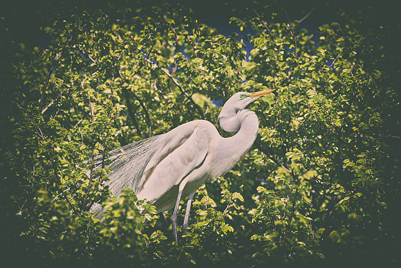 Bertazzoni, Jamaica, Nikon, artistic, beak, colors, feathers, fishing, "flying egret", heron, legs, migration, nature, nesting, panning, parade, pond, safari, swamp, "white egret"