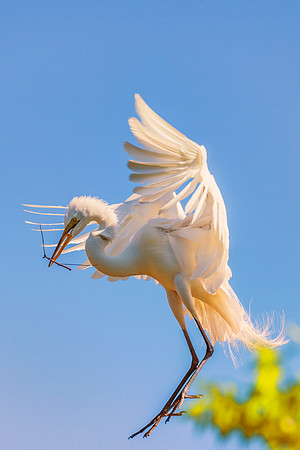 Bertazzoni, Jamaica, Nikon, artistic, beak, colors, feathers, fishing, "flying egret", heron, legs, migration, nature, nesting, panning, parade, pond, safari, swamp, "white egret"