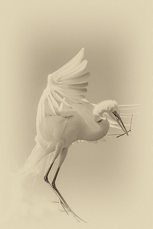 Bertazzoni, Jamaica, Nikon, artistic, beak, colors, feathers, fishing, "flying egret", heron, legs, migration, nature, nesting, panning, parade, pond, safari, swamp, "white egret"
