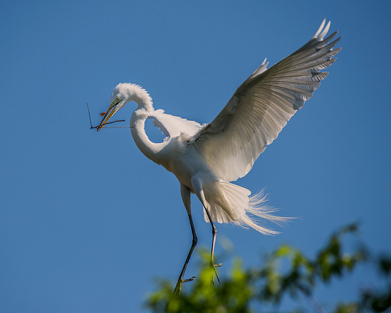 Bertazzoni, Jamaica, Nikon, artistic, beak, colors, feathers, fishing, "flying egret", heron, legs, migration, nature, nesting, panning, parade, pond, safari, swamp, "white egret"