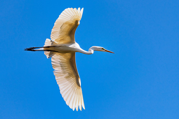 Bertazzoni, Jamaica, Nikon, artistic, beak, colors, feathers, fishing, "flying egret", heron, legs, migration, nature, nesting, panning, parade, pond, safari, swamp, "white egret"
