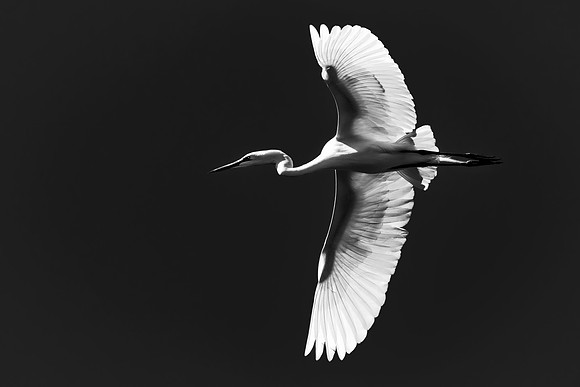 Bertazzoni, Jamaica, Nikon, artistic, beak, colors, feathers, fishing, "flying egret", heron, legs, migration, nature, nesting, panning, parade, pond, safari, swamp, "white egret"
