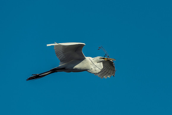 Bertazzoni, Jamaica, Nikon, artistic, beak, colors, feathers, fishing, "flying egret", heron, legs, migration, nature, nesting, panning, parade, pond, safari, swamp, "white egret"