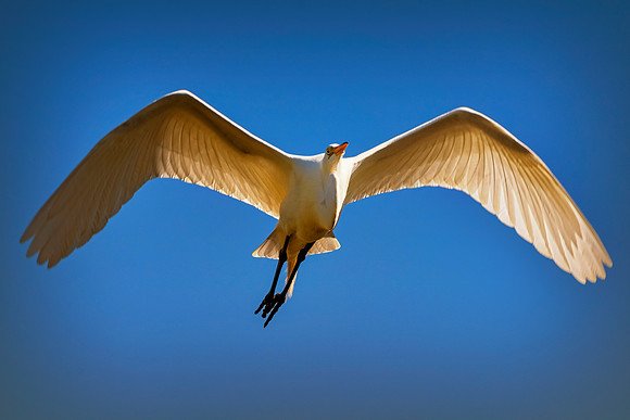 Bertazzoni, Jamaica, Nikon, artistic, beak, colors, feathers, fishing, "flying egret", heron, legs, migration, nature, nesting, panning, parade, pond, safari, swamp, "white egret"