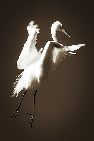 Bertazzoni, Jamaica, Nikon, artistic, beak, colors, feathers, fishing, "flying egret", heron, legs, migration, nature, nesting, panning, parade, pond, safari, swamp, "white egret"