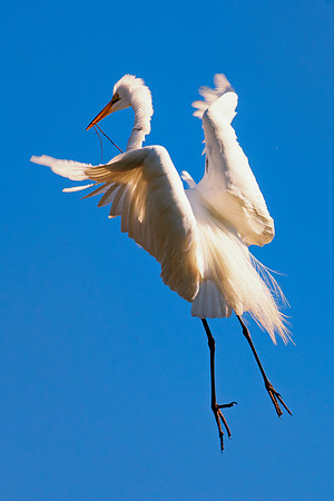 Bertazzoni, Jamaica, Nikon, artistic, beak, colors, feathers, fishing, "flying egret", heron, legs, migration, nature, nesting, panning, parade, pond, safari, swamp, "white egret"