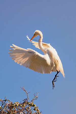Bertazzoni, Jamaica, Nikon, artistic, beak, colors, feathers, fishing, "flying egret", heron, legs, migration, nature, nesting, panning, parade, pond, safari, swamp, "white egret"
