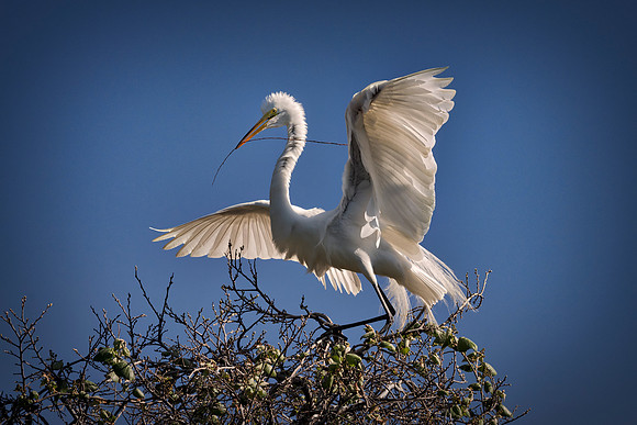 Bertazzoni, Jamaica, Nikon, artistic, beak, colors, feathers, fishing, "flying egret", heron, legs, migration, nature, nesting, panning, parade, pond, safari, swamp, "white egret"