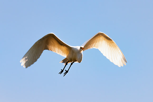 Bertazzoni, Jamaica, Nikon, artistic, beak, colors, feathers, fishing, "flying egret", heron, legs, migration, nature, nesting, panning, parade, pond, safari, swamp, "white egret"