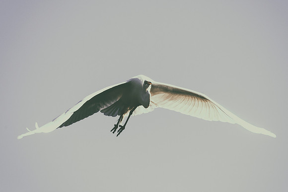 Bertazzoni, Jamaica, Nikon, artistic, beak, colors, feathers, fishing, "flying egret", heron, legs, migration, nature, nesting, panning, parade, pond, safari, swamp, "white egret"