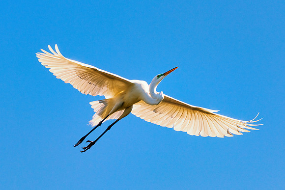 Bertazzoni, Jamaica, Nikon, artistic, beak, colors, feathers, fishing, "flying egret", heron, legs, migration, nature, nesting, panning, parade, pond, safari, swamp, "white egret"