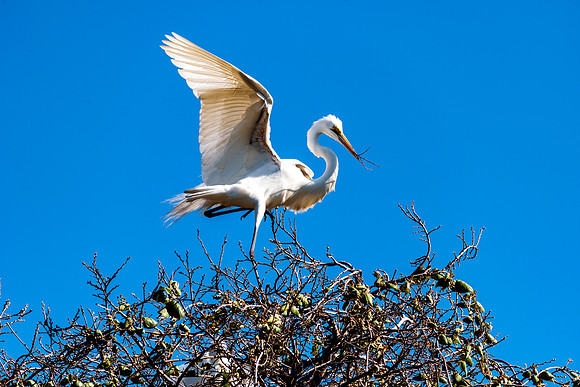 Bertazzoni, Jamaica, Nikon, artistic, beak, colors, feathers, fishing, "flying egret", heron, legs, migration, nature, nesting, panning, parade, pond, safari, swamp, "white egret"