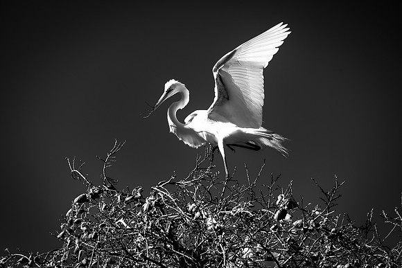 Bertazzoni, Jamaica, Nikon, artistic, beak, colors, feathers, fishing, "flying egret", heron, legs, migration, nature, nesting, panning, parade, pond, safari, swamp, "white egret"