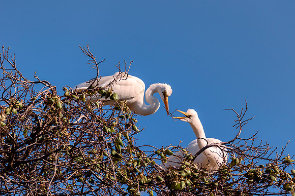 Bertazzoni, Jamaica, Nikon, artistic, beak, colors, feathers, fishing, "flying egret", heron, legs, migration, nature, nesting, panning, parade, pond, safari, swamp, "white egret"