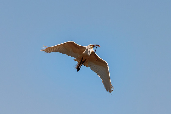 Bertazzoni, Jamaica, Nikon, artistic, beak, colors, feathers, fishing, "flying egret", heron, legs, migration, nature, nesting, panning, parade, pond, safari, swamp, "white egret"