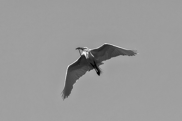 Bertazzoni, Jamaica, Nikon, artistic, beak, colors, feathers, fishing, "flying egret", heron, legs, migration, nature, nesting, panning, parade, pond, safari, swamp, "white egret"