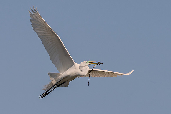 Bertazzoni, Jamaica, Nikon, artistic, beak, colors, feathers, fishing, "flying egret", heron, legs, migration, nature, nesting, panning, parade, pond, safari, swamp, "white egret"