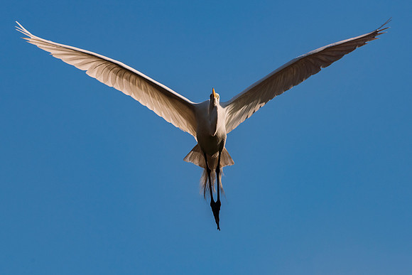 Bertazzoni, Jamaica, Nikon, artistic, beak, colors, feathers, fishing, "flying egret", heron, legs, migration, nature, nesting, panning, parade, pond, safari, swamp, "white egret"