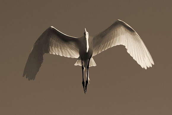 Bertazzoni, Jamaica, Nikon, artistic, beak, colors, feathers, fishing, "flying egret", heron, legs, migration, nature, nesting, panning, parade, pond, safari, swamp, "white egret"