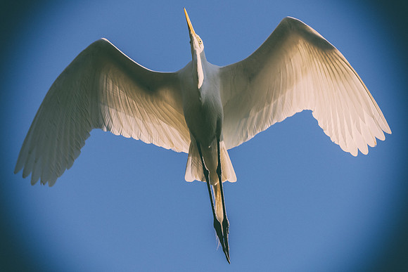 Bertazzoni, Jamaica, Nikon, artistic, beak, colors, feathers, fishing, "flying egret", heron, legs, migration, nature, nesting, panning, parade, pond, safari, swamp, "white egret"