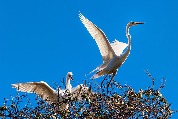 Bertazzoni, Jamaica, Nikon, artistic, beak, colors, feathers, fishing, "flying egret", heron, legs, migration, nature, nesting, panning, parade, pond, safari, swamp, "white egret"