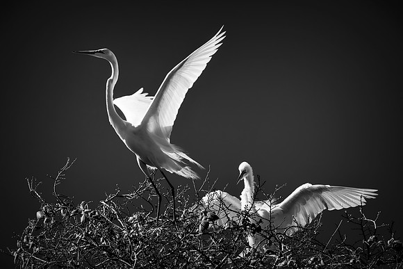 Bertazzoni, Jamaica, Nikon, artistic, beak, colors, feathers, fishing, "flying egret", heron, legs, migration, nature, nesting, panning, parade, pond, safari, swamp, "white egret"