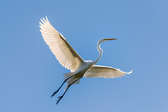 Bertazzoni, Jamaica, Nikon, artistic, beak, colors, feathers, fishing, "flying egret", heron, legs, migration, nature, nesting, panning, parade, pond, safari, swamp, "white egret"