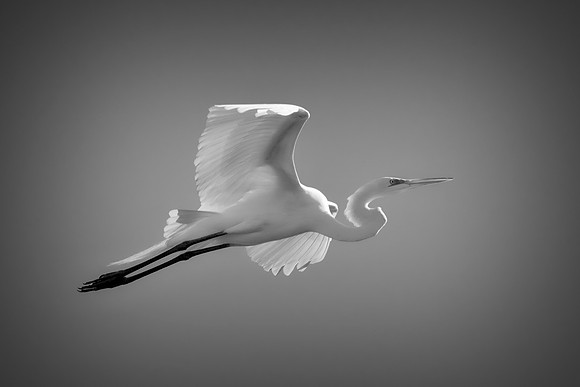 Bertazzoni, Jamaica, Nikon, artistic, beak, colors, feathers, fishing, "flying egret", heron, legs, migration, nature, nesting, panning, parade, pond, safari, swamp, "white egret"