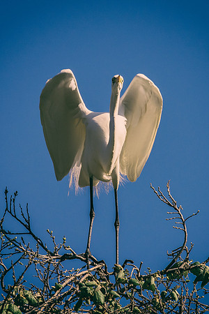 Bertazzoni, Jamaica, Nikon, artistic, beak, colors, feathers, fishing, "flying egret", heron, legs, migration, nature, nesting, panning, parade, pond, safari, swamp, "white egret"