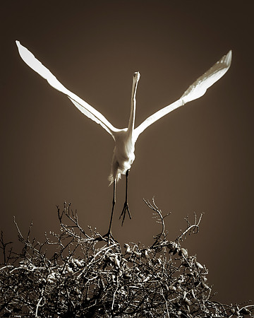 Bertazzoni, Jamaica, Nikon, artistic, beak, colors, feathers, fishing, "flying egret", heron, legs, migration, nature, nesting, panning, parade, pond, safari, swamp, "white egret"