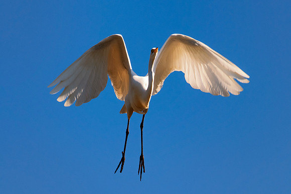 Bertazzoni, Jamaica, Nikon, artistic, beak, colors, feathers, fishing, "flying egret", heron, legs, migration, nature, nesting, panning, parade, pond, safari, swamp, "white egret"