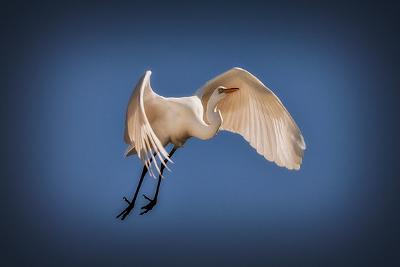 Bertazzoni, Jamaica, Nikon, artistic, beak, colors, feathers, fishing, "flying egret", heron, legs, migration, nature, nesting, panning, parade, pond, safari, swamp, "white egret"
