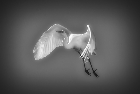 Bertazzoni, Jamaica, Nikon, artistic, beak, colors, feathers, fishing, "flying egret", heron, legs, migration, nature, nesting, panning, parade, pond, safari, swamp, "white egret"