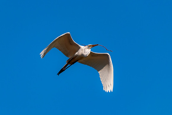 Bertazzoni, Jamaica, Nikon, artistic, beak, colors, feathers, fishing, "flying egret", heron, legs, migration, nature, nesting, panning, parade, pond, safari, swamp, "white egret"