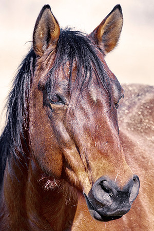 "powerful horse",Bertazzoni, Indians, Nikon, Texas, apha, boys, burro, colors, "cow boys", donkey, "far west", herd, horse, mustang, pack, paint, pioneers, portrait, prairie, riding, saddle, scenic, s