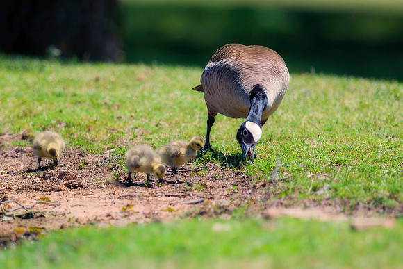 Killdeer Chick by https://www.facebook.com/MarcoBertazzoniPhotography  Nikon D3 S & Nikon 800mm f/5.6E FL ED VR Exposure 1/800-f5.6, ISO 200, Manual Setting, +0 EV, Manfrotto 055CX PRO4 Tripod, Acrate