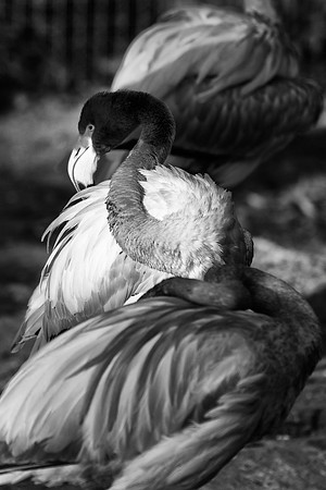 bird, details, flamingo, migration, peak, pink, pond, portrait, sea, swamp, colors, wings, feathers, details, structure, zoo, Nikon, Bertazzoni, "black & white"