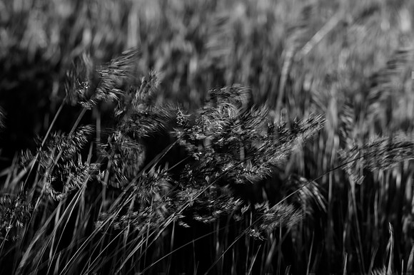 Bertazzoni, Bokeh, Lomography, Nikon, Petzval, bells, flowers, garden, nature, nursery, petals, scenic, spring, summer, yard