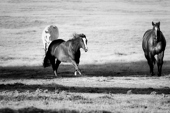 Bertazzoni, Indians, Nikon, Texas, apha, boys, bridles, burro, colors, "cow boys", donkey, "far west", halter, harness, herd, hoofs, horse, mustang, pack, paint, pioneers, portrait, "powerful horse",