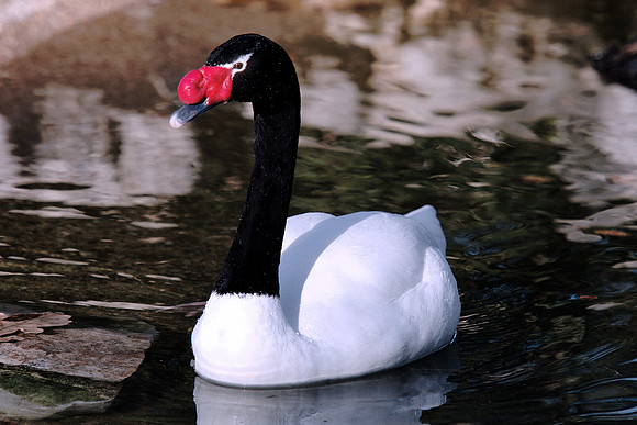 &, Bertazzoni, Nikon, artistic, ballet, beak, black, details, feathers, nature, nesting, pond, swan, white, wings