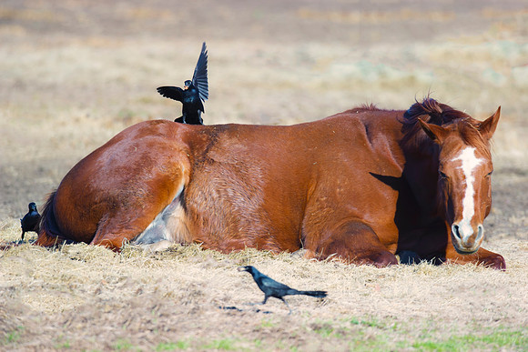 Bertazzoni, Nikon, a, beaks, cow-boys, far, feathers, geese, going, hoofs, horse, horse, nature, pastures, prairie, rolling, walk, "far west", wildlife, "Resting horse"