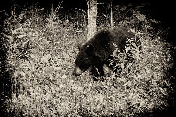 Black Bear - Banff