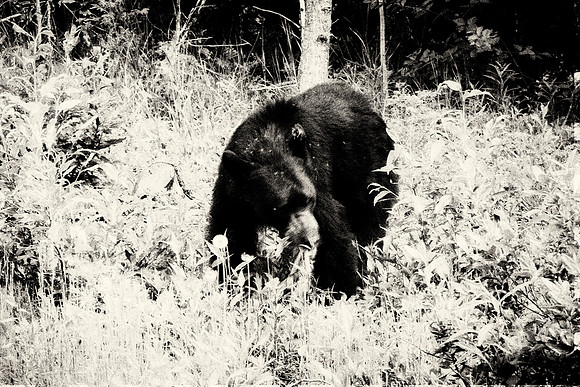 Black Bear - Banff