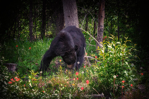 Black Bear - Banff