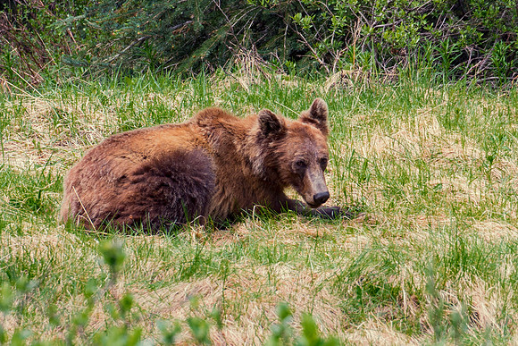 Young Grizzly