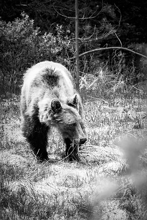 Young Grizzly