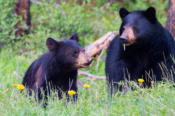 Cub