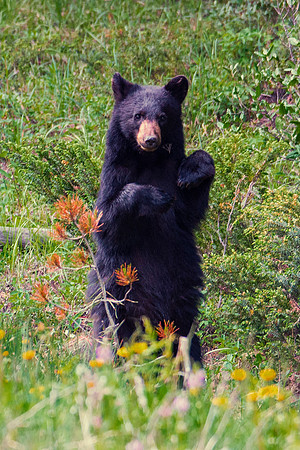 Cub
