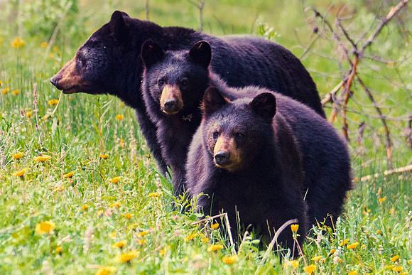 Cubs